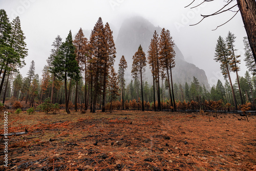 Burnt forest with foggy mountain in the background photo