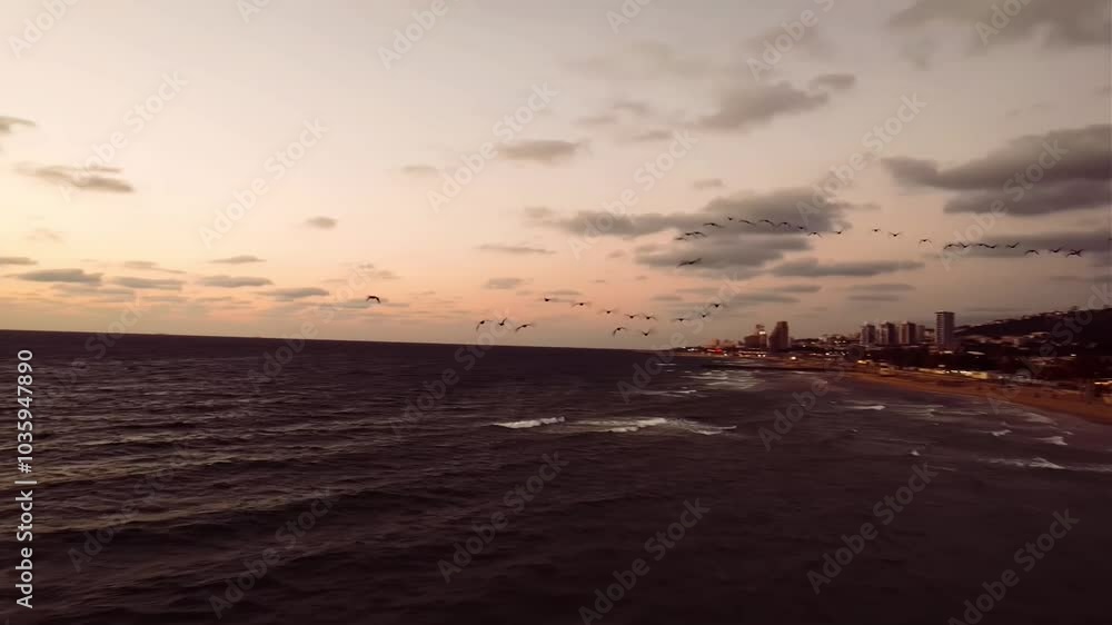 Aerial video of migrating birds over the coastline of Haifa Israel Aerial video of migrating birds over the coastline of Haifa Israel