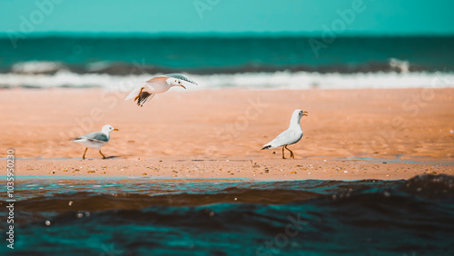 moliets-et-maa mouette 3 vol