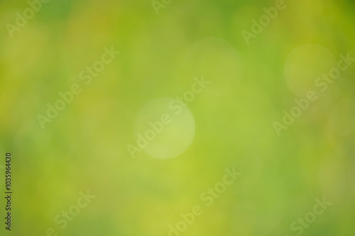 Abstract blurred green nature background.