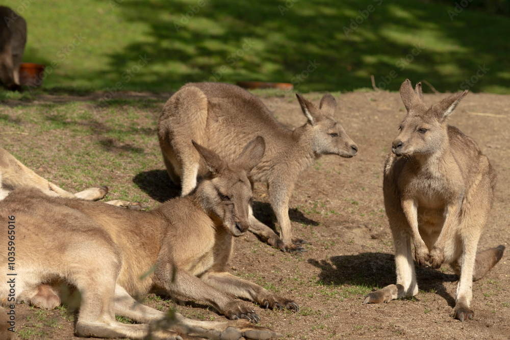 A group of kangaroos is either standing upright or laying comfortably in the lush green grass, enjoying their natural habitat A group of kangaroos is either standing upright or laying comfortably in the lush green grass, enjoying their natural habitat