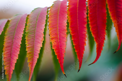 Staghorn sumac (Rhus typhina) branches with autumn leaves . Close up view photo