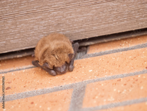 Big Brown Bat, Eptesicus fuscus