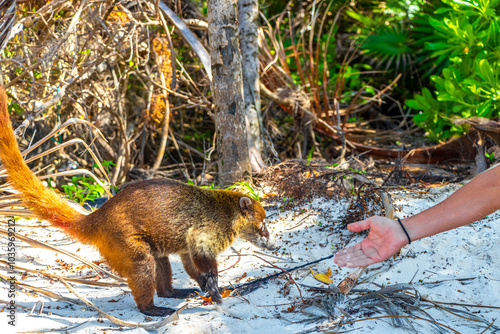 A man is feeding Coati coatis with food tropical jungle Mexico.