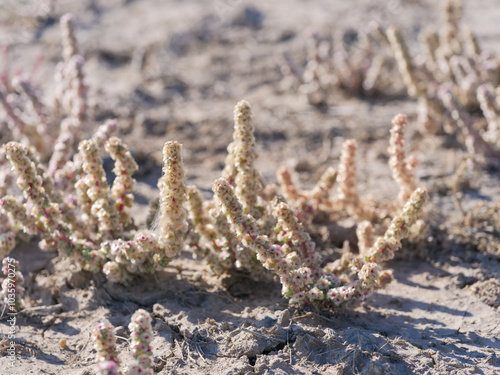 Saltlover (Halogeton glomeratus) photo