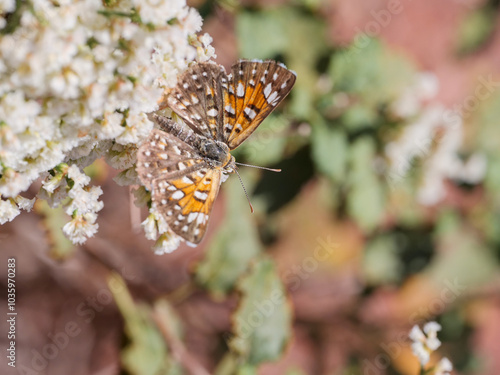 	
Mormon Metalmark (Apodemia mormo)