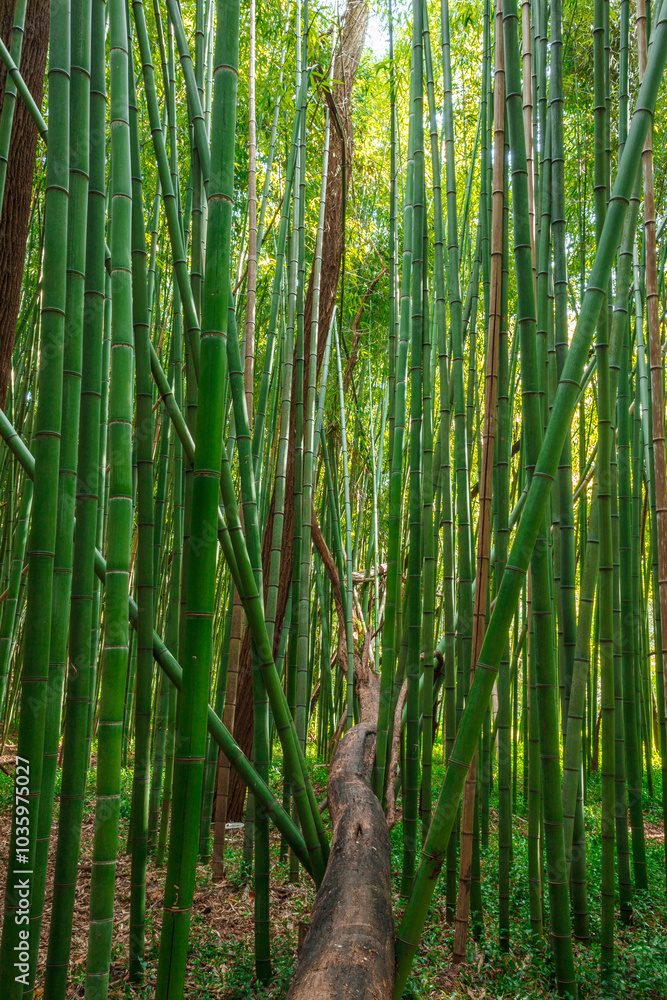 a tranquil scene within a dense bamboo forest a tranquil scene within a dense bamboo forest