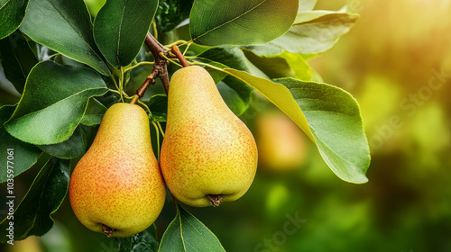 A pear fruit garden filled with rows of lush, mature pear trees, each adorned with clusters of sweet green pears hanging from the branches