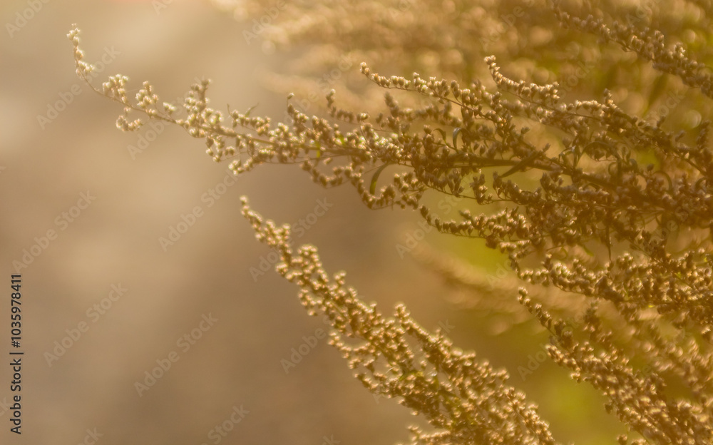 dry grass dry grass