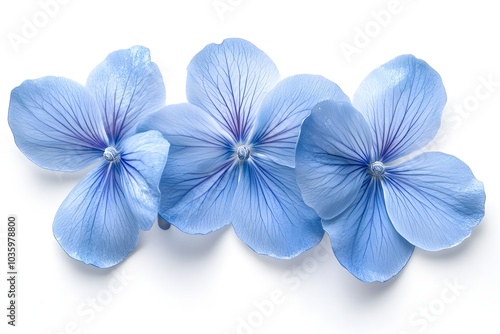 Blue flowers