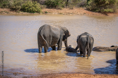 dry subtropical landscape on an island. A family of elephants is looking to cool off at the protected waterhole. Small herd in Yala National Park, Sri Lanka, Asia