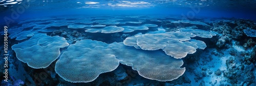 Stunning Underwater View of a Vibrant Coral Reef