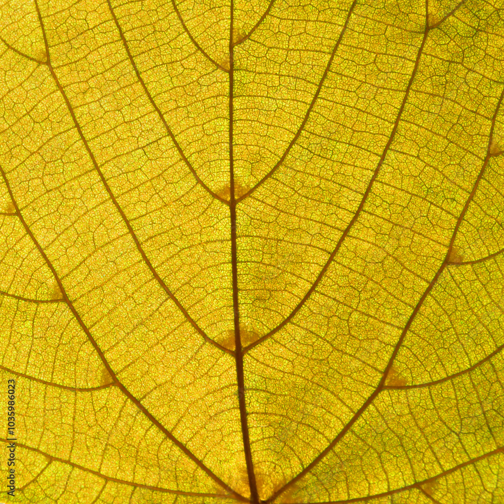 Obraz premium Yellow leaf texture, a macro image of yellow leaf texture as background