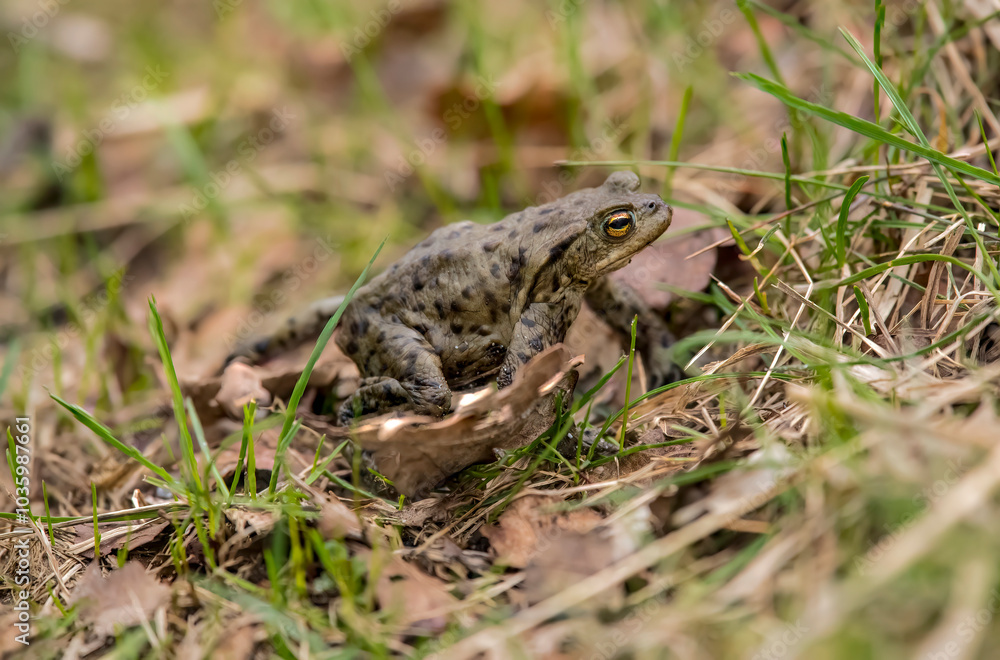 A Toad on the grass close up in Scotland A Toad on the grass close up in Scotland