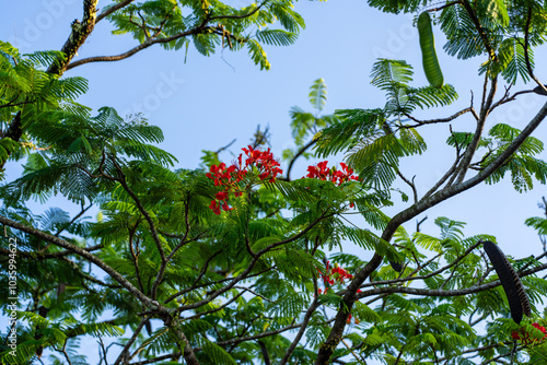 Royal Poinciana (Delonix Regia, Flamboyant, Phoenix Flower, Semarak, Flame of the Forest or Flame Tree) is a Fabaceae flowering plant native to Madagascar. Beautiful red flowers - Kuching, Malaysia. photo