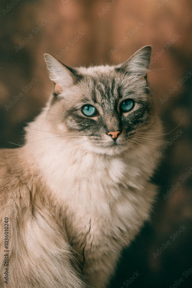 Aesthetic Portrait of a white fluffy blue-eyed ragdoll cat sitting on a wooden bench Aesthetic Portrait of a white fluffy blue-eyed ragdoll cat sitting on a wooden bench