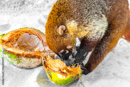 Coati coatis is eating a coconut tropical jungle Mexico.