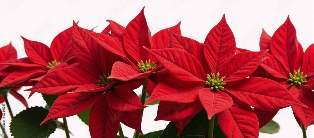 Rich red poinsettias on a crisp white backdrop Rich red poinsettias on a crisp white backdrop