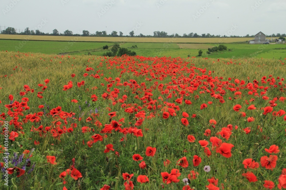 Obraz premium field of red poppies in spring