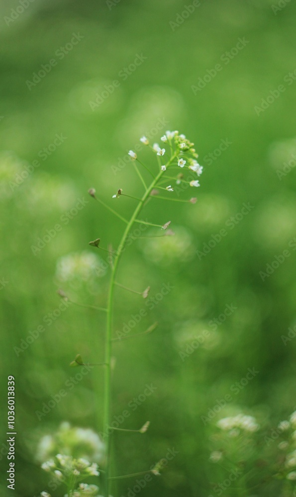 green flower and leaves in the morning sun green flower and leaves in the morning sun