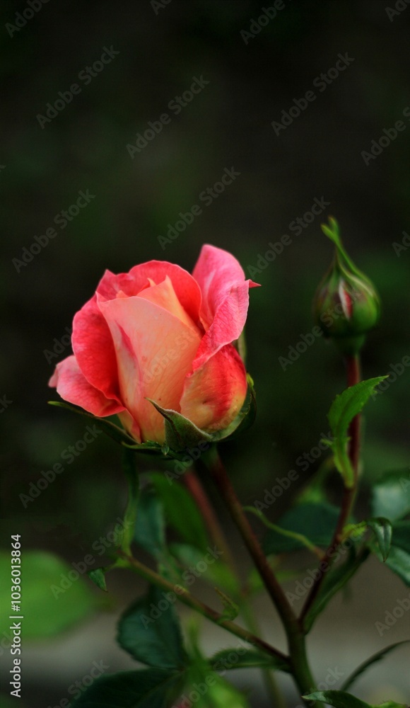Fototapeta premium red orange rose in the green garden