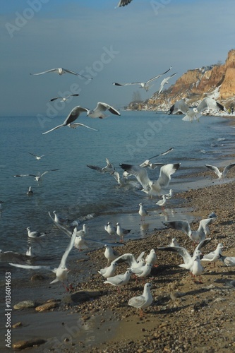 seagulls flying on the beach