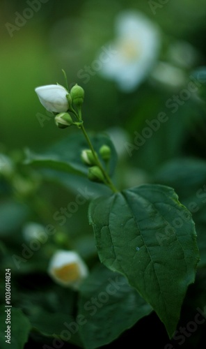 white jasmine bud in the forest
