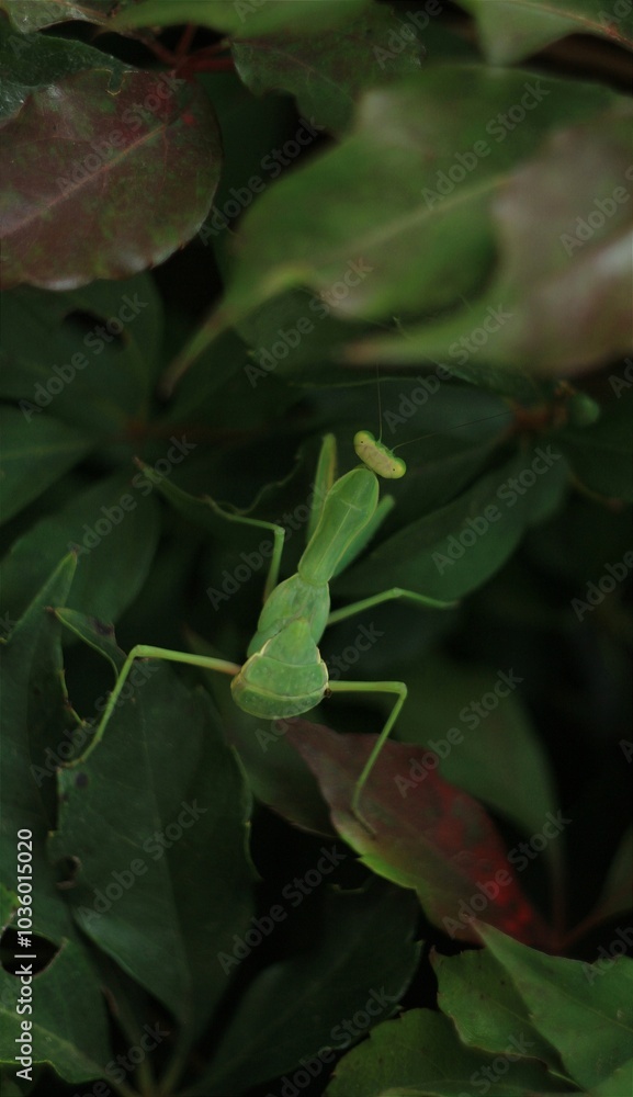 Green mantis sitting in a green leaves Green mantis sitting in a green leaves