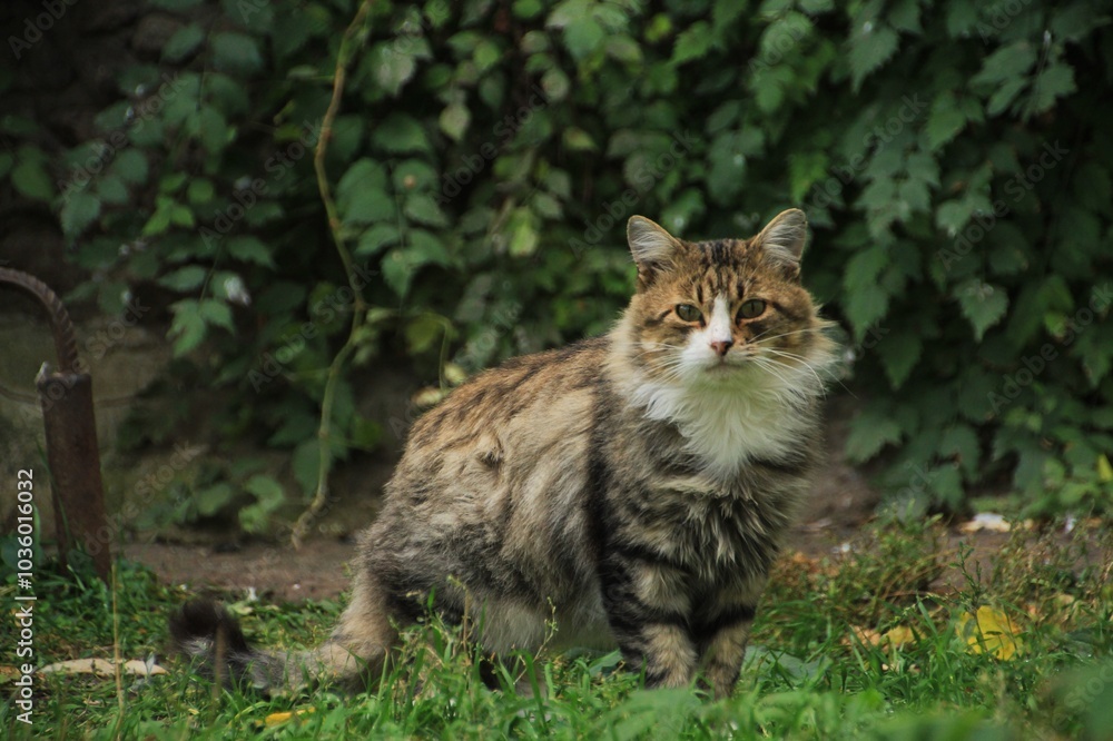 cat sits in the green grass cat sits in the green grass