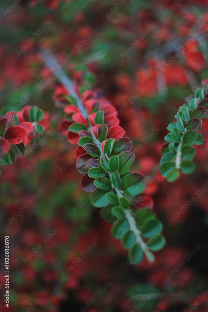 red and green leaves autumn red and green leaves autumn