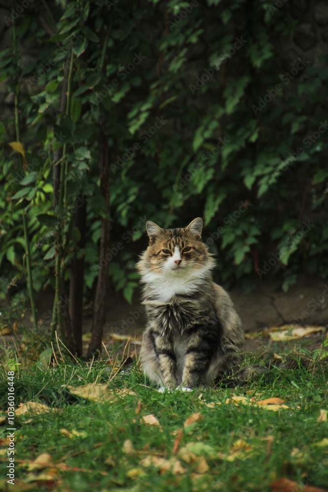 Amazing cat in the forest Amazing cat in the forest