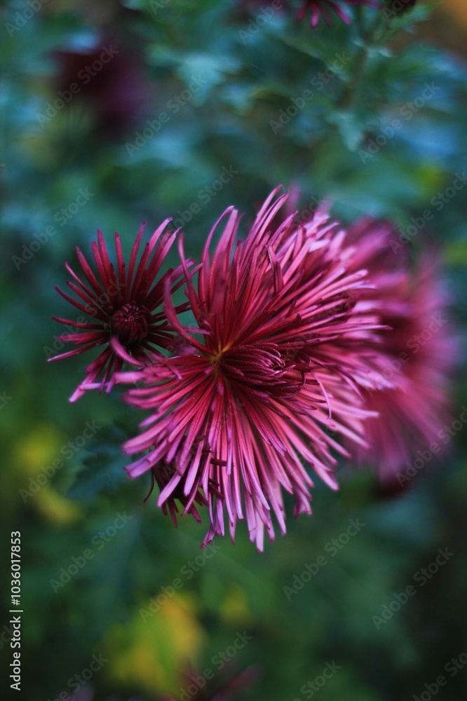unusual pink autumn flower blooms unusual pink autumn flower blooms
