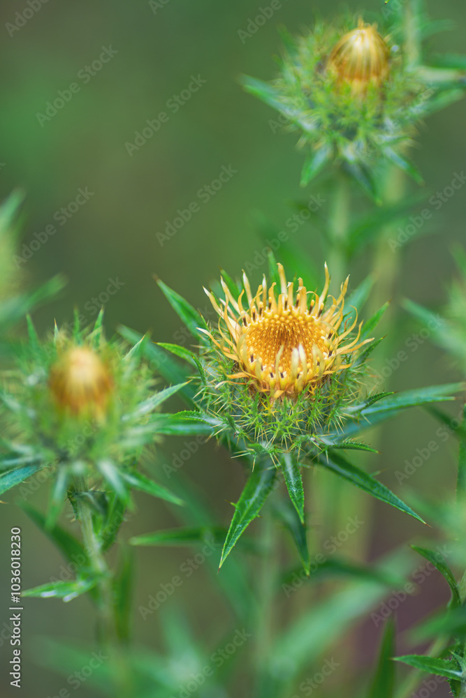 Forest yellow thorn on a green background Forest yellow thorn on a green background