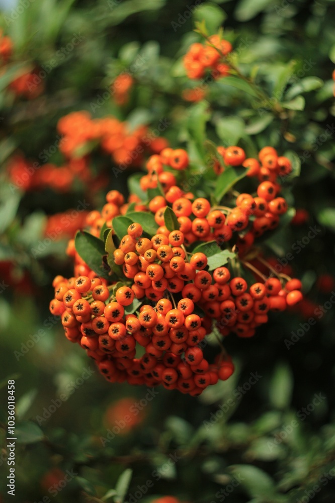 Many orange rowan berries on a branch Many orange rowan berries on a branch