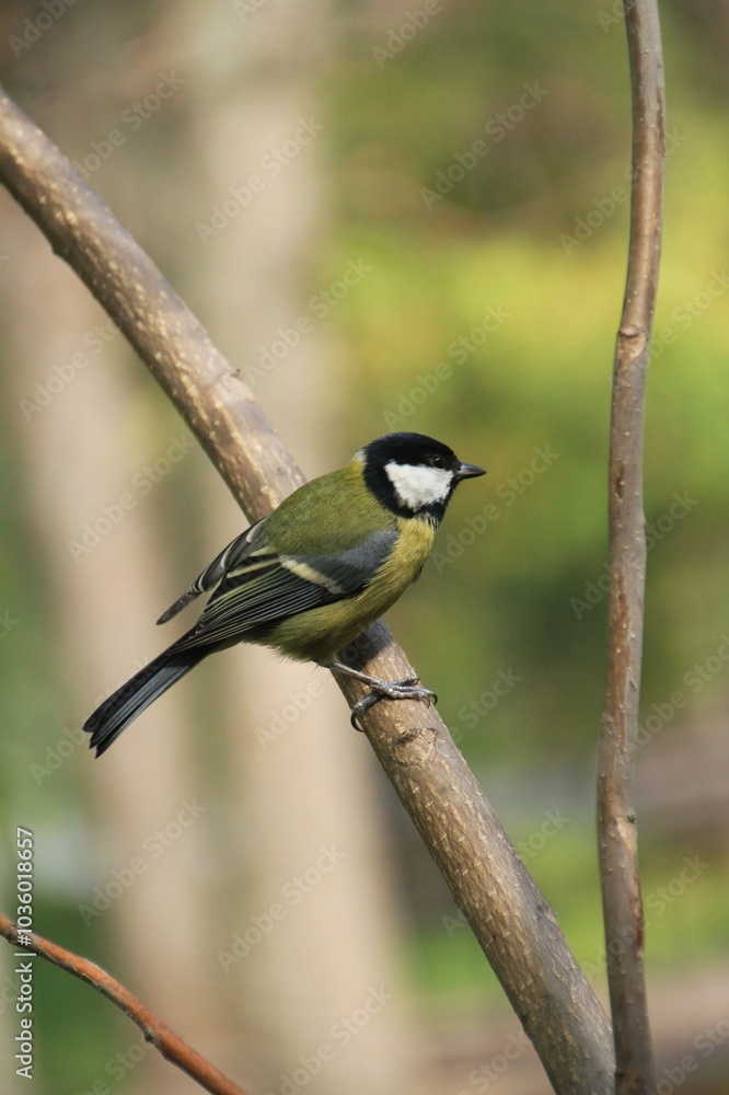 Fototapeta premium little tit on a tree in the park