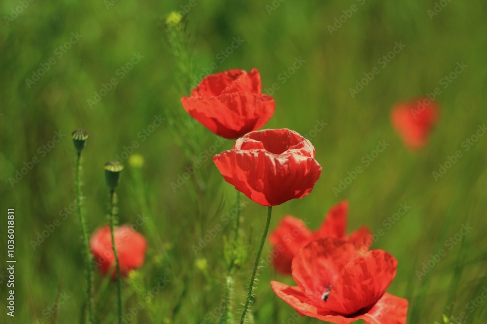 red flowers poppies grows in a green field red flowers poppies grows in a green field