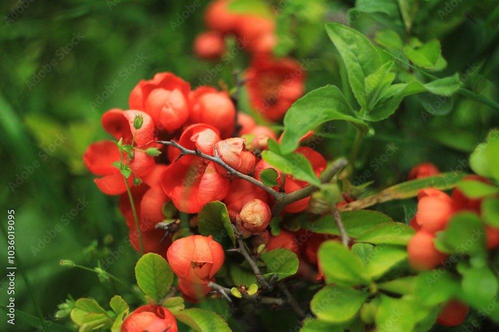 red flowers on a branch with green leaves red flowers on a branch with green leaves