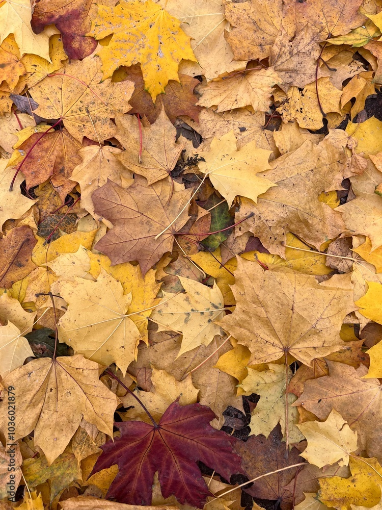 Beautiful colorful autumn leaves Beautiful colorful autumn leaves