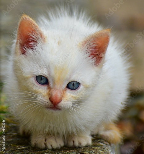 Gatito blanco de ojos azules mirando a la cámara