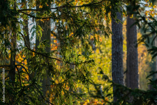 Wallpaper Mural las jesienią Torontodigital.ca