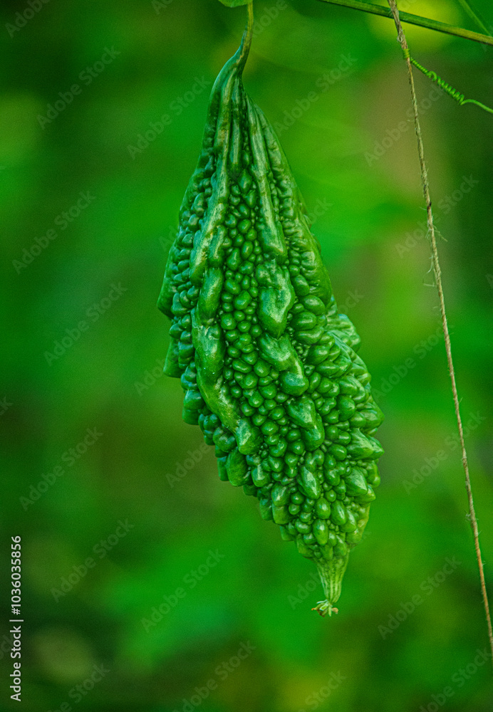 Fresh green bitter gourd vegetable agriculture Fresh green bitter gourd vegetable agriculture