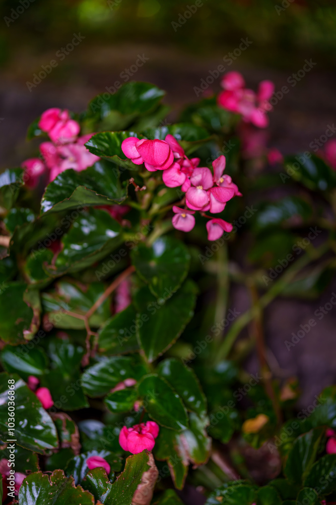 夜に花壇で咲いているシロバナベゴニアの花 夜に花壇で咲いているシロバナベゴニアの花