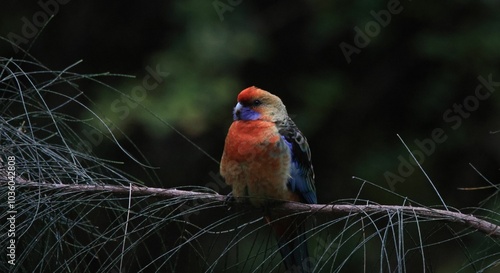 Western rosella bird perched on a tree branch in a forest in Gawler, South Australia, Australia photo