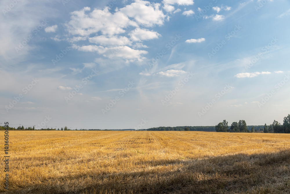 A field of dry grass with a clear blue sky in the background A field of dry grass with a clear blue sky in the background