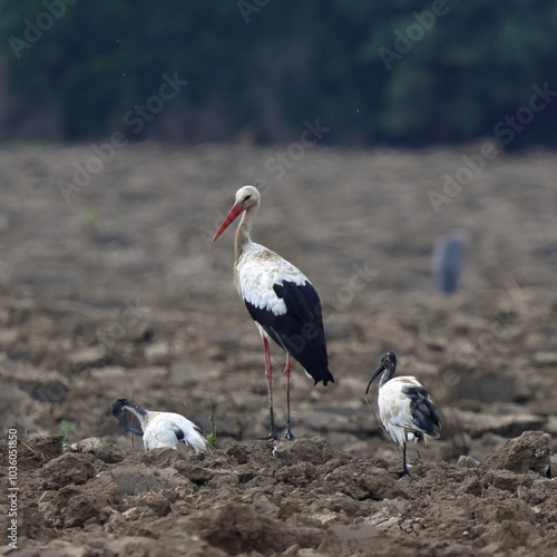 nel campo arato photo