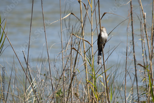 Small bird in the sea grass