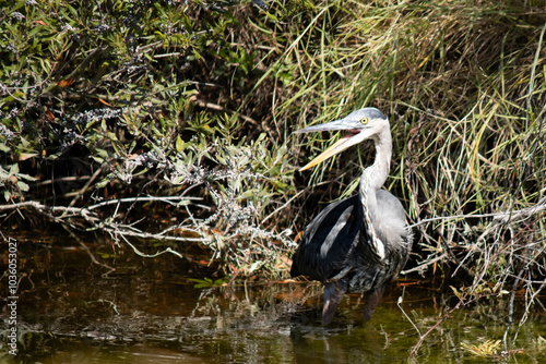 great heron in the water