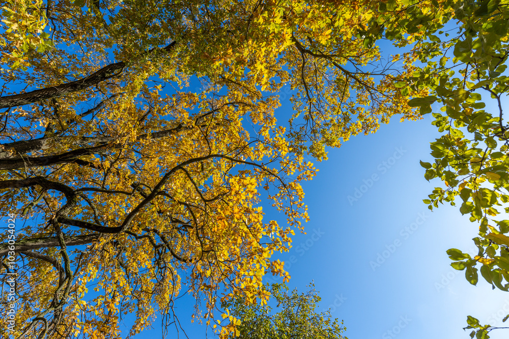 Fototapeta premium A tree with leaves in the fall is in the middle of a blue sky