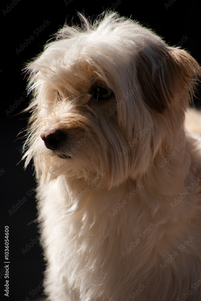 Retrato de un adorable perro peludo café aislado en negro Retrato de un adorable perro peludo café aislado en negro