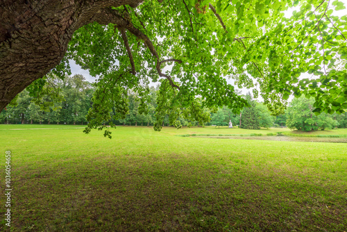 Fototapeta Naklejka Na Ścianę i Meble -  A large tree with a large leafy branch is in the foreground